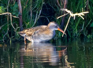 Waterral (Nieuwe Driemanspolder). Foto van Angel In T Veld.